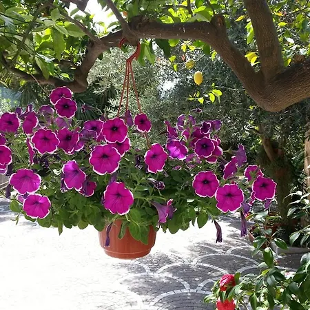 Nocleg ze śniadaniem Pollio